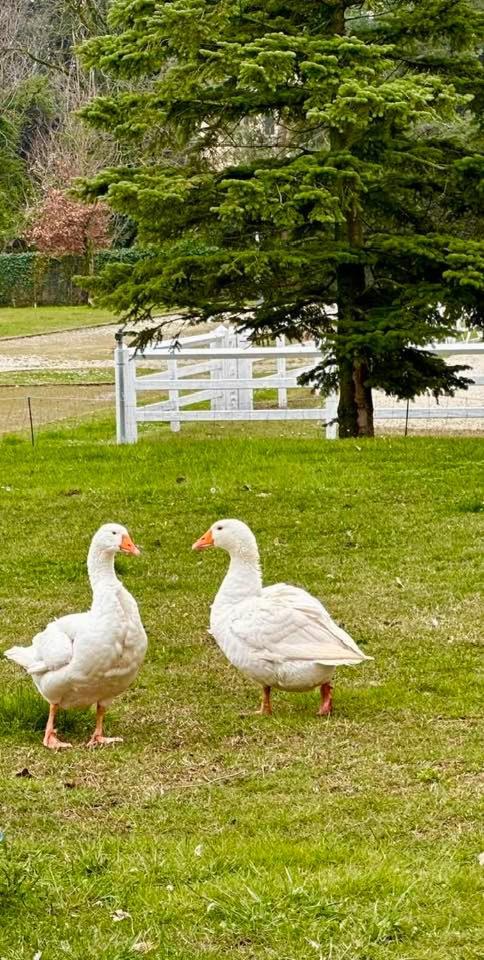 Agriturismo Il Boschetto オルナーゴ エクステリア 写真