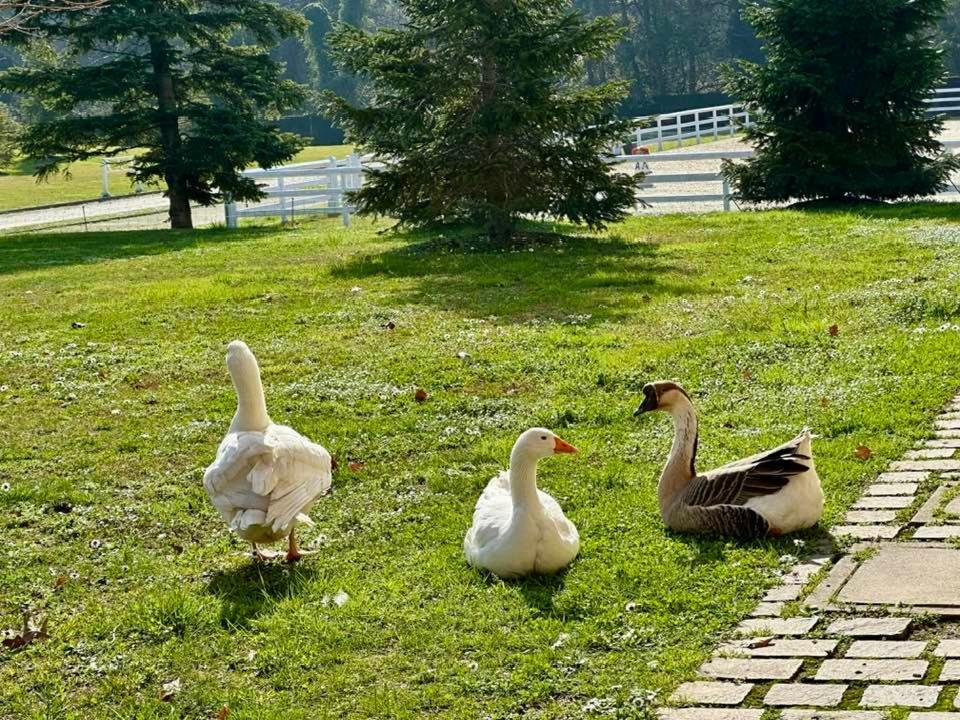 Agriturismo Il Boschetto オルナーゴ エクステリア 写真